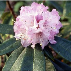 Rhododendron denudatum Rhododendron denudatum