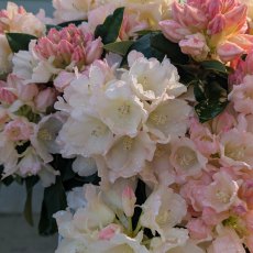 Rhododendron Golden Torch AGM Rhododendron Golden Torch AGM