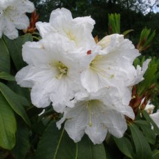 Rhododendron hemsleyanum AC1239 Rhododendron hemsleyanum AC1239