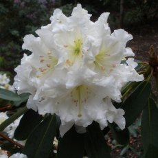 Rhododendron decorum 'Greeneye' Rhododendron decorum 'Greeneye'
