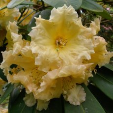 Rhododendron Golden Fleece Rhododendron Golden Fleece