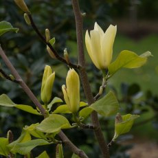 Magnolia Golden Pond Magnolia Golden Pond