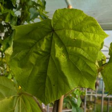 Paulownia tomentosa (Foxglove Tree) Paulownia tomentosa (Foxglove Tree)