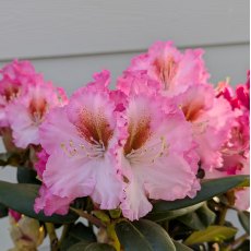 Rhododendron Bohlken's Kronjuwel (Crown Jewel) Rhododendron Bohlken's Kronjuwel (Crown Jewel)