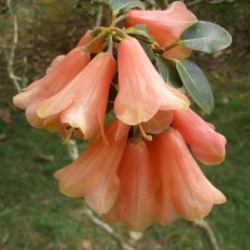 Rhododendron cinnabarinum (High Altitude) Seed Raised Rhododendron cinnabarinum (High Altitude) Seed Raised