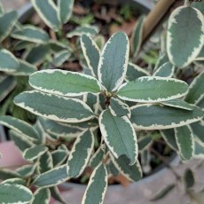 Eucryphia lucida 'Spring Glow' Eucryphia lucida 'Spring Glow'