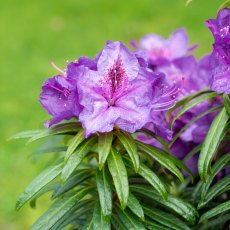 Rhododendron Grazeasy Purple INKARHO Rhododendron Grazeasy Purple INKARHO