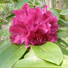 Rhododendron Old Port (Second's) Rhododendron Old Port (Second's)