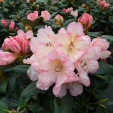 Rhododendron Dusty Miller Rhododendron Dusty Miller
