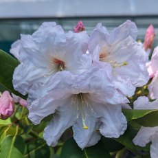 Rhododendron cardiobasis 'Pink Cloud' AC4221 (Second's) Rhododendron cardiobasis 'Pink Cloud' AC4221 (Second's)