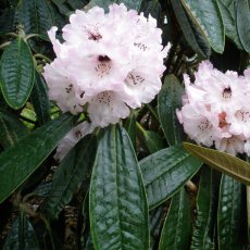 Rhododendron rex AGM (Second's) Rhododendron rex AGM (Second's)