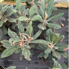Rhododendron rex AGM (Second's) Rhododendron rex AGM (Second's)