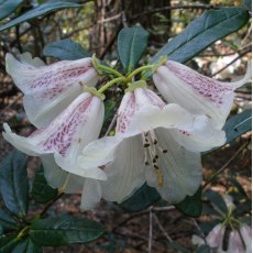 Rhododendron parmulatum 'Ocelot' Rhododendron parmulatum 'Ocelot'