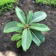 Rhododendron suoilenhense (seedlings from AC 4458) Seconds Rhododendron suoilenhense (seedlings from AC 4458) Seconds