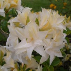 Deciduous Azalea Milton Deciduous Azalea Milton