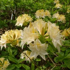 Deciduous Azalea Milton Deciduous Azalea Milton