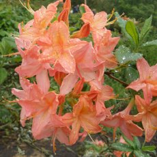 Deciduous Azalea Moidart Deciduous Azalea Moidart