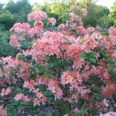 Deciduous Azalea Moidart Deciduous Azalea Moidart