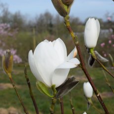 Magnolia Joli Pompom Magnolia Joli Pompom