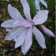 Magnolia x loebneri 'Leonard Messel' AGM Magnolia x loebneri 'Leonard Messel' AGM