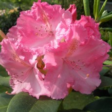 Rhododendron Anastasia Rhododendron Anastasia