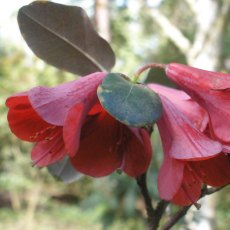 Rhododendron cinnabarinum BL&M 234 'Roylei' Rhododendron cinnabarinum BL&M 234 'Roylei'