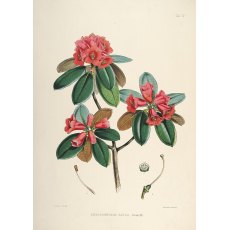 Rhododendron cinnabarinum BL&M 234 'Roylei' Rhododendron cinnabarinum BL&M 234 'Roylei'
