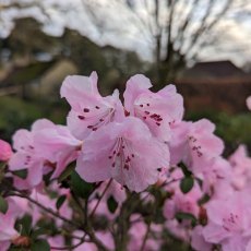 Rhododendron Cliff Garland Rhododendron Cliff Garland
