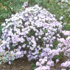 Rhododendron davidsonianum AGM EGM 149 Rhododendron davidsonianum AGM EGM 149