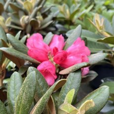 Rhododendron Debbie Dane Rhododendron Debbie Dane
