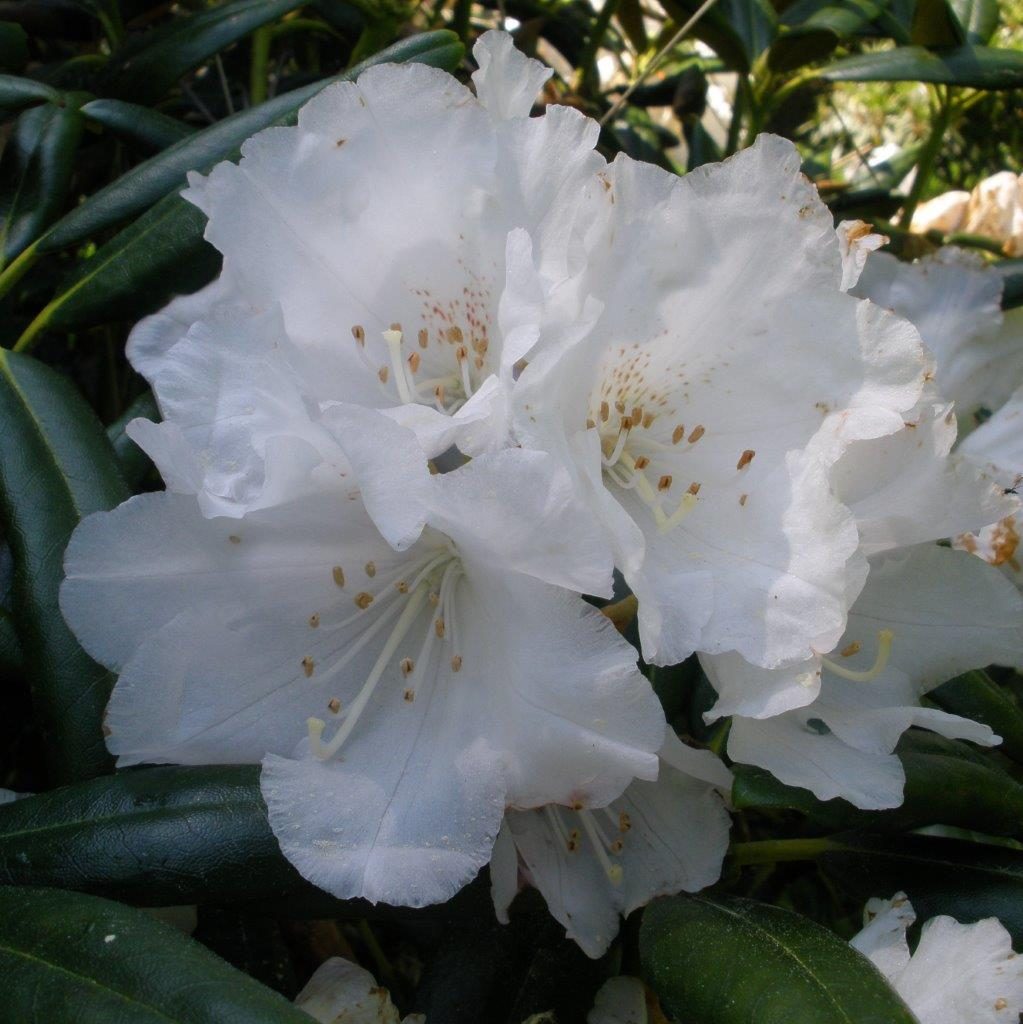 Rhododendron Degronianum Heptamerum 'oki Koki' - Millais Nurseries