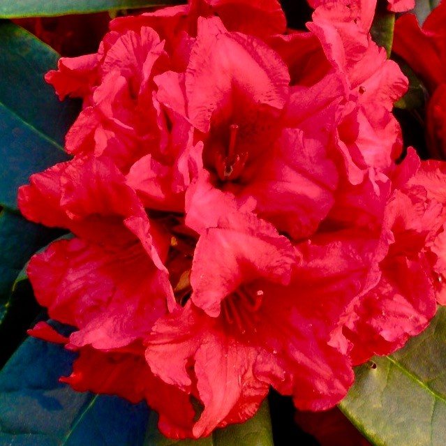 Dopey Rhododendron Agm Buy Dopey Yakushimanum Rhododendrons Millais Nurseries