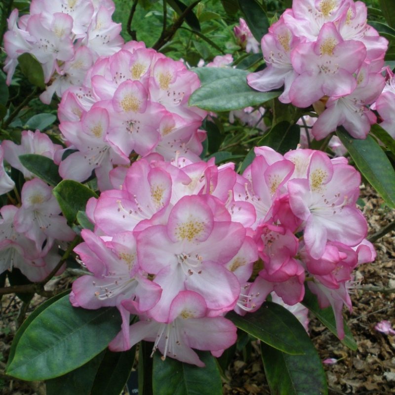 Rhododendron Eileen - Buy Eileen Rhododendrons Online - Millais Nurseries