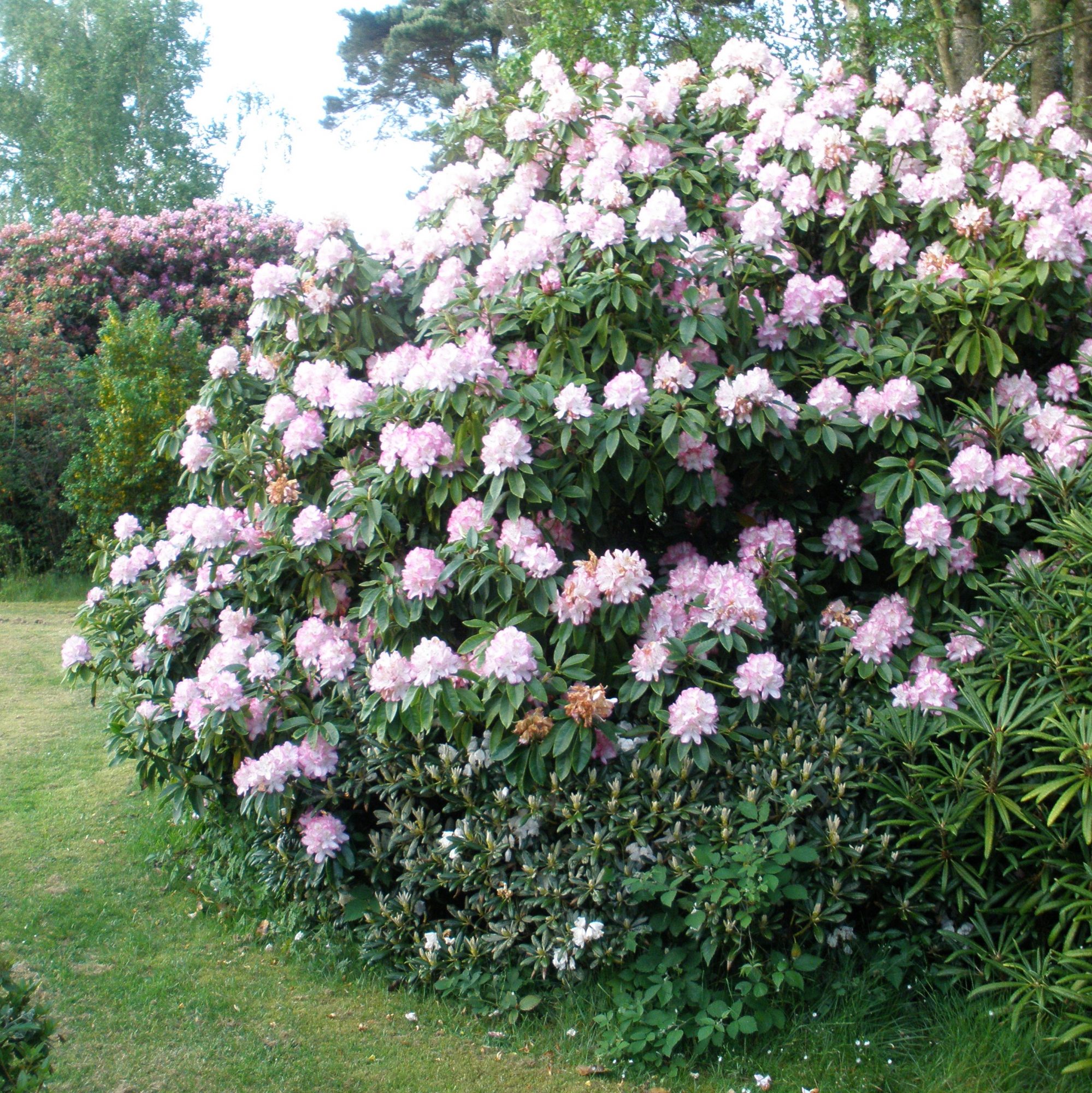 Rhododendron Eileen - Buy Eileen Rhododendrons Online - Millais Nurseries