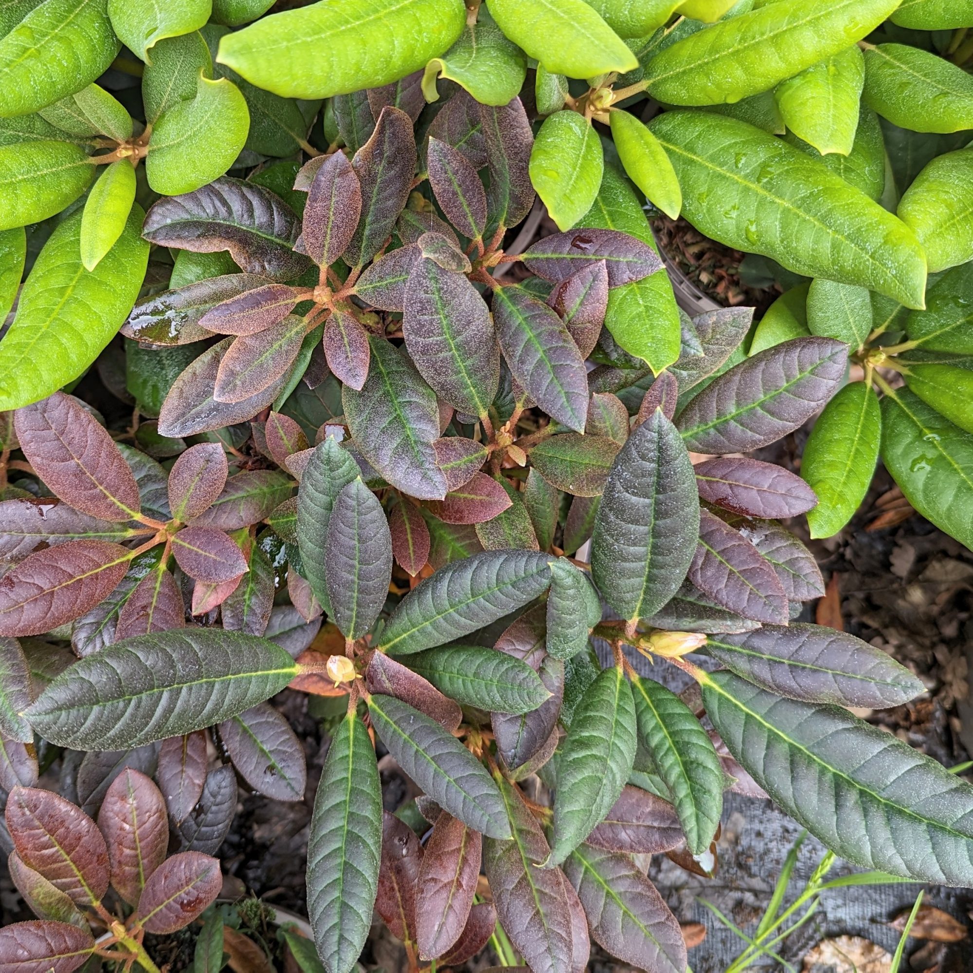 Black Spots On Rhododendron Leaves