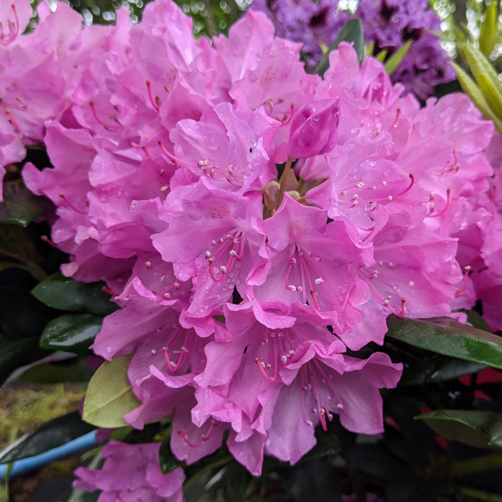 English Roseum Rhododendron - Buy Rhododendron English Roseum online