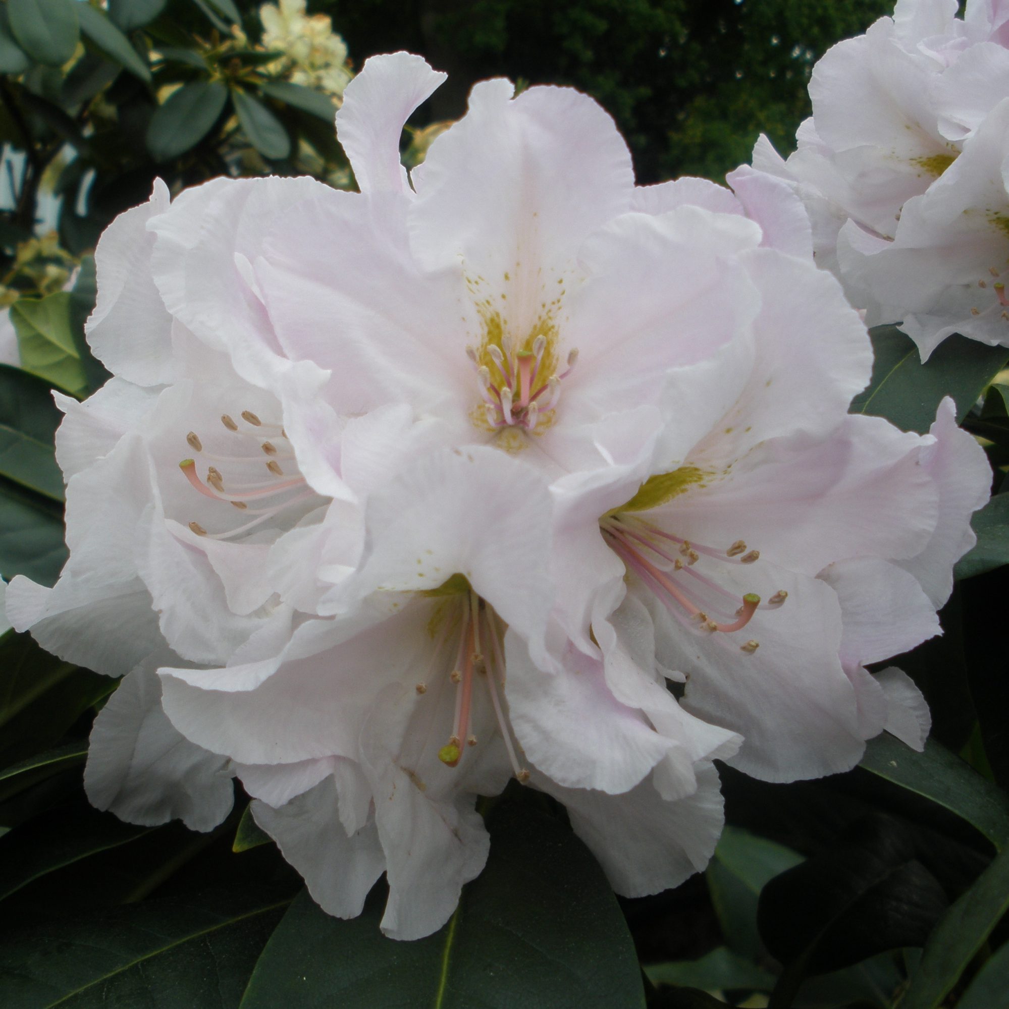 Rhododendron Eskimo - Buy Eskimo Rhododendrons Online - Millais Nurseries