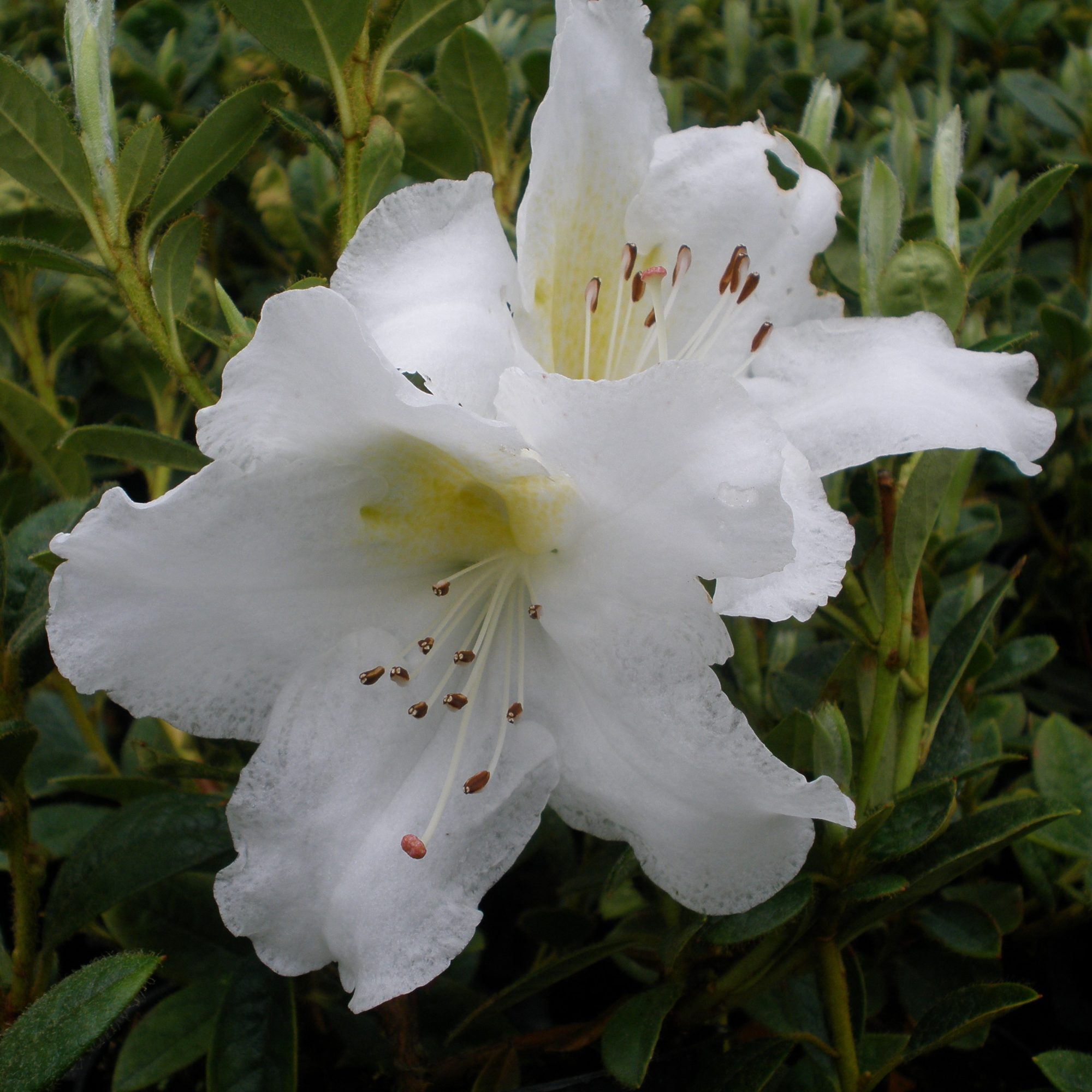 Buy Rhododendron Fragrantissimum AGM online - Millais Nurseries