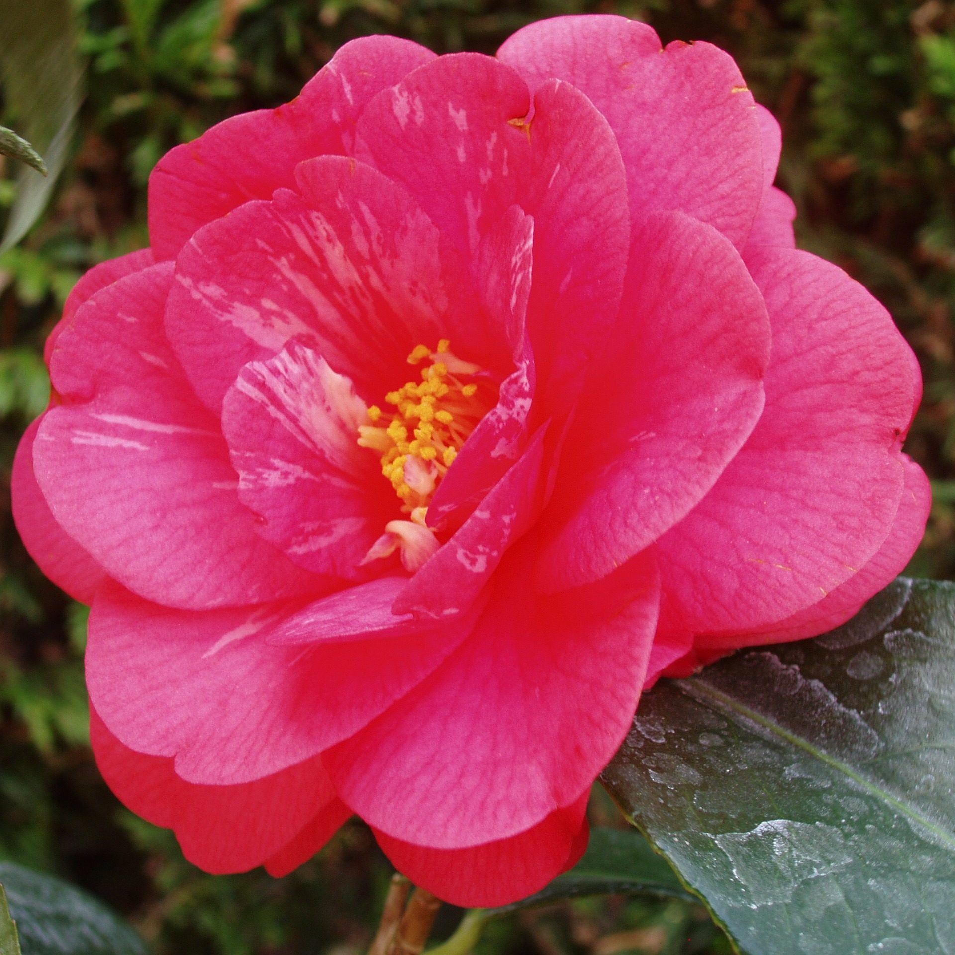 Camellia japonica 'Elegans' - Buy japonica 'Elegans' Camellias Online