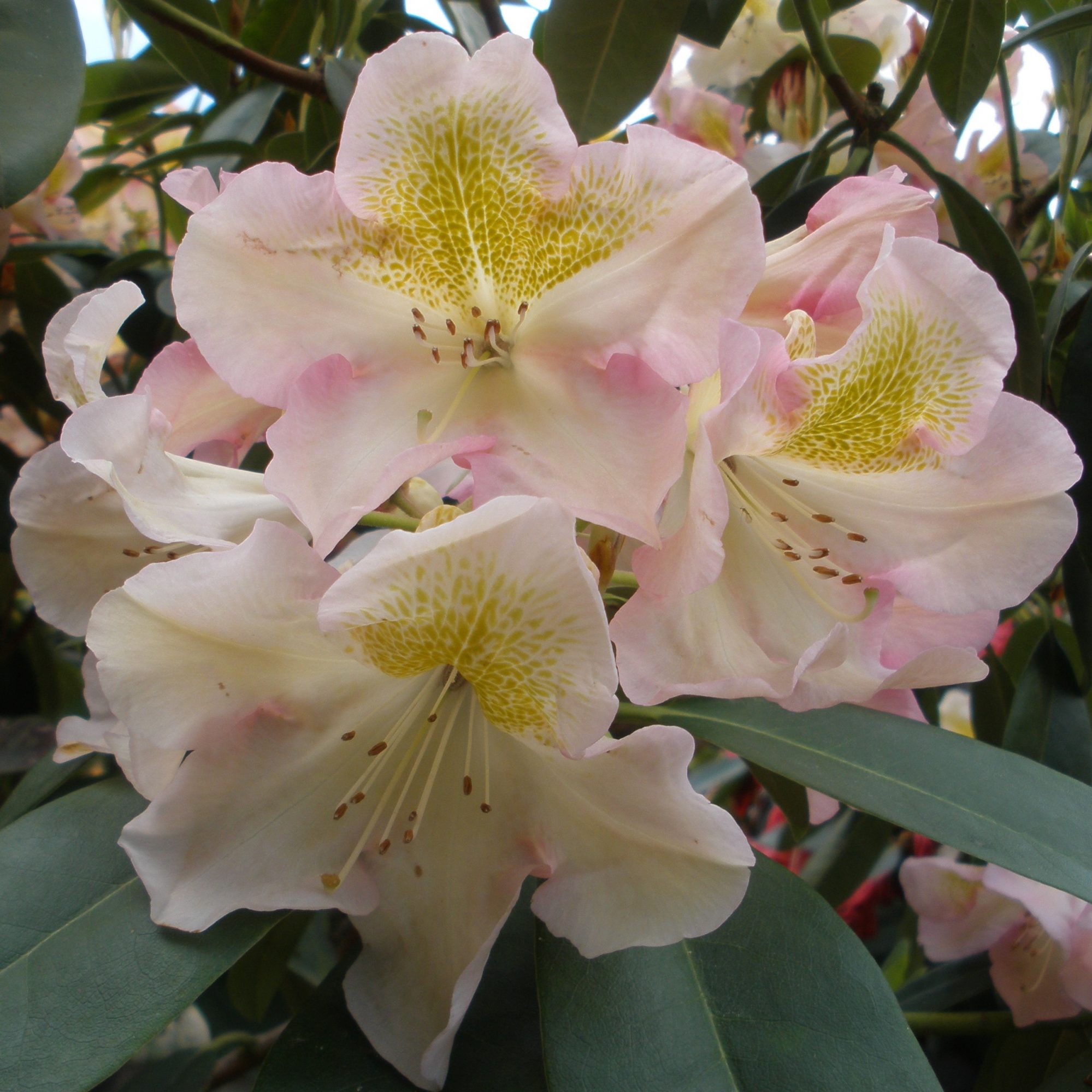 Best time to plant rhododendron information