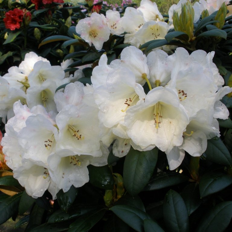 Grumpy Rhododendron - Buy Grumpy yakushimanum Rhododendrons online ...