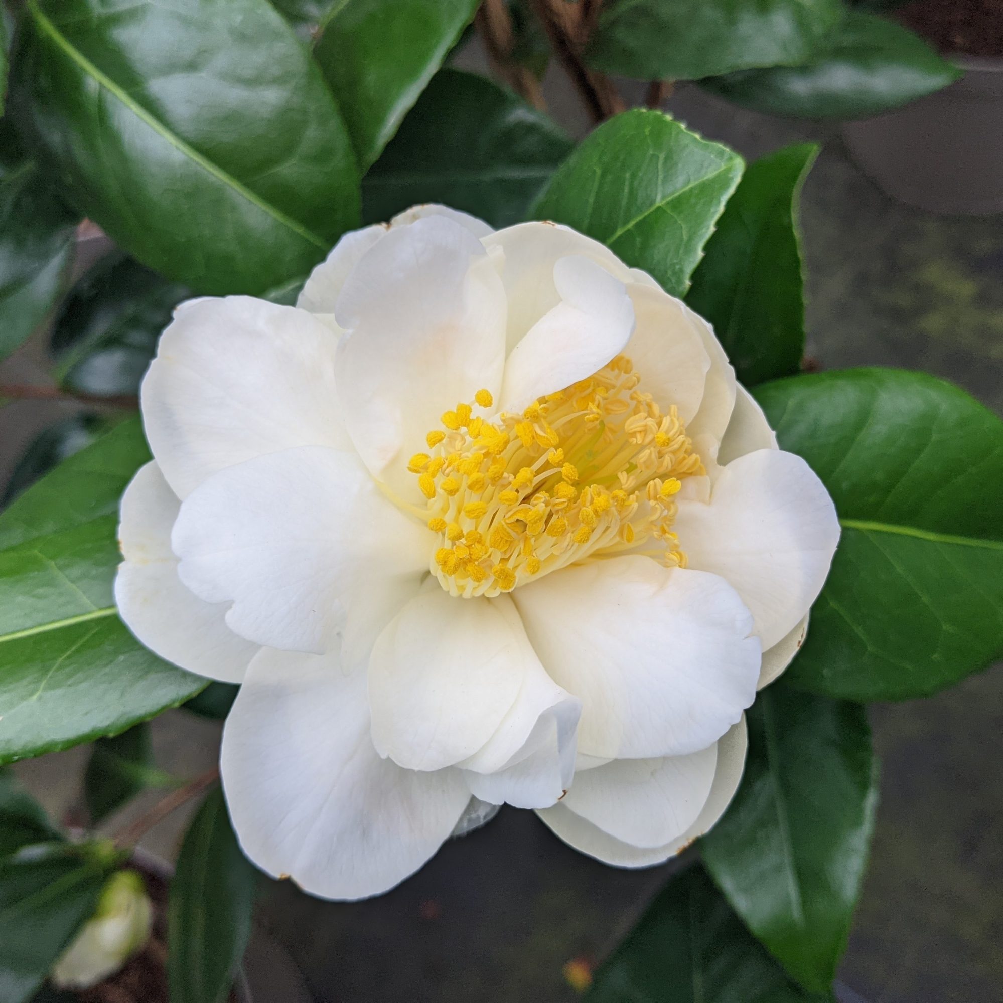 Camellia japonica 'Silver Anniversary' - Buy Silver Anniversary