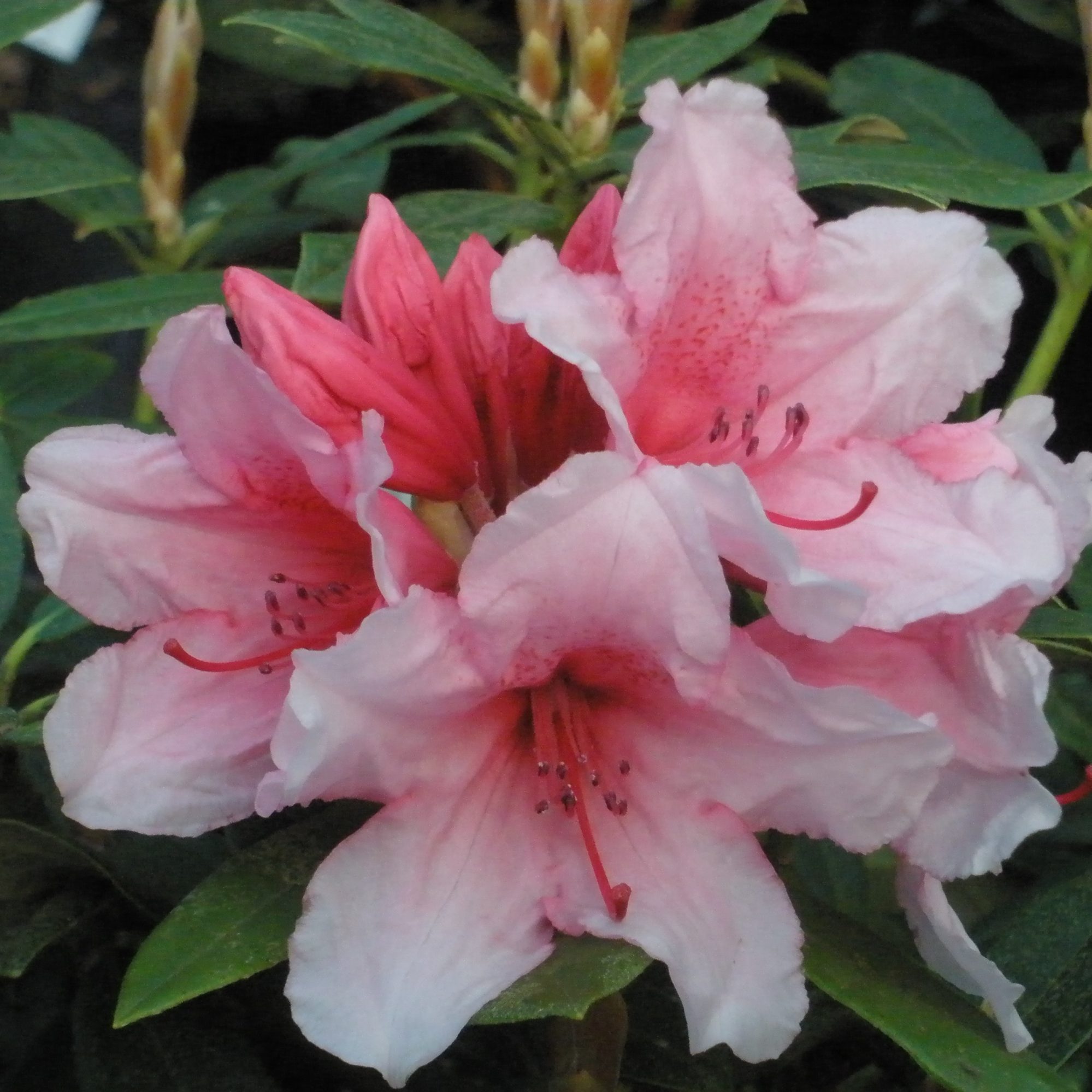 Hydon Dawn Rhododendron Agm - Buy Hydon Dawn Yakushimanums Online 