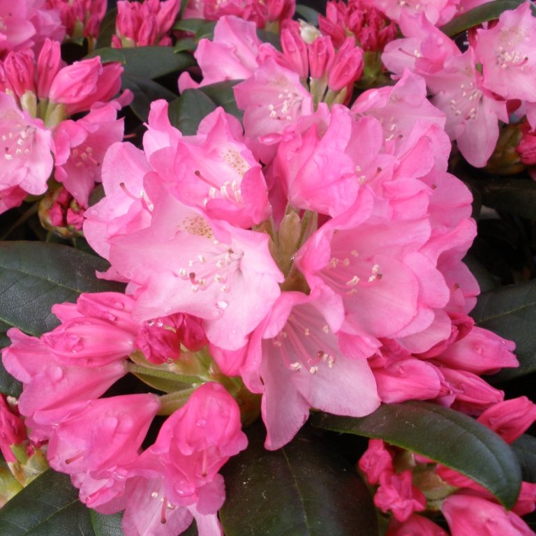 Kalinka Rhododendron - Buy Kalinka yakushimanum Rhododendrons online ...