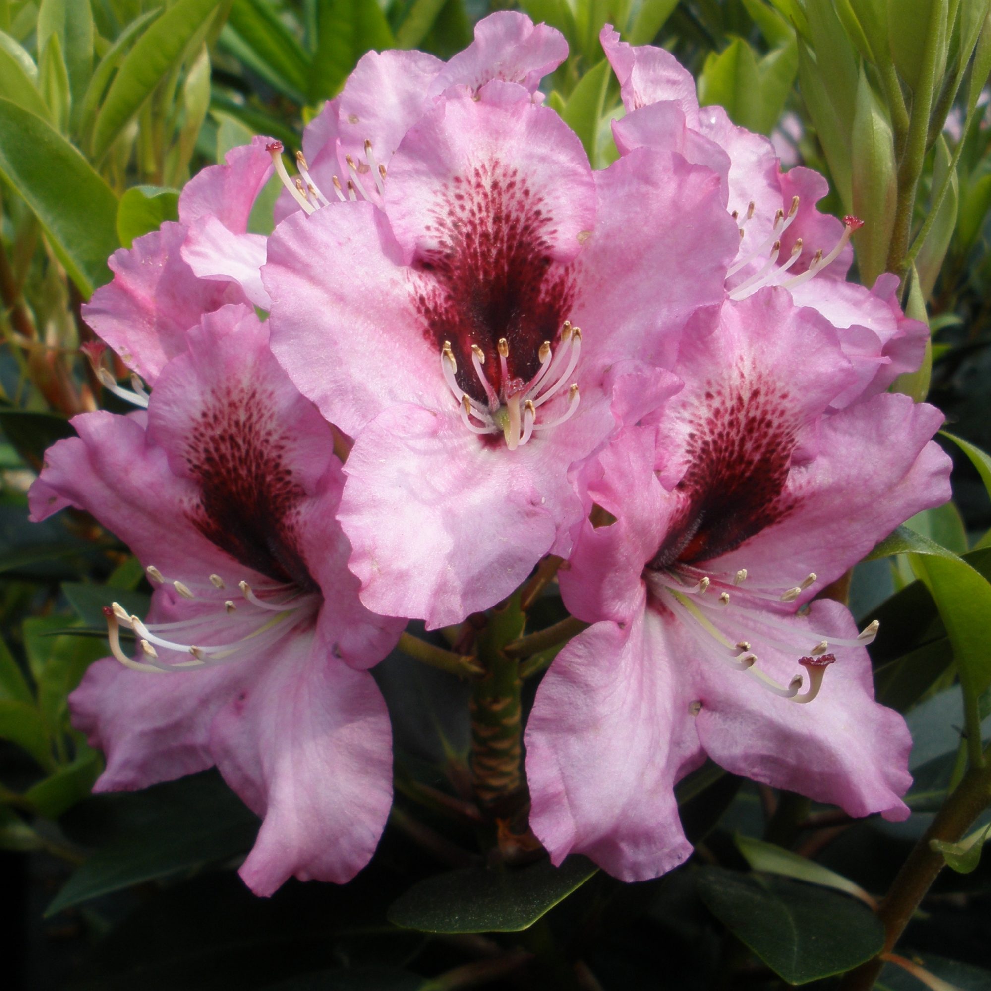 Best place to plant rhododendron Idea