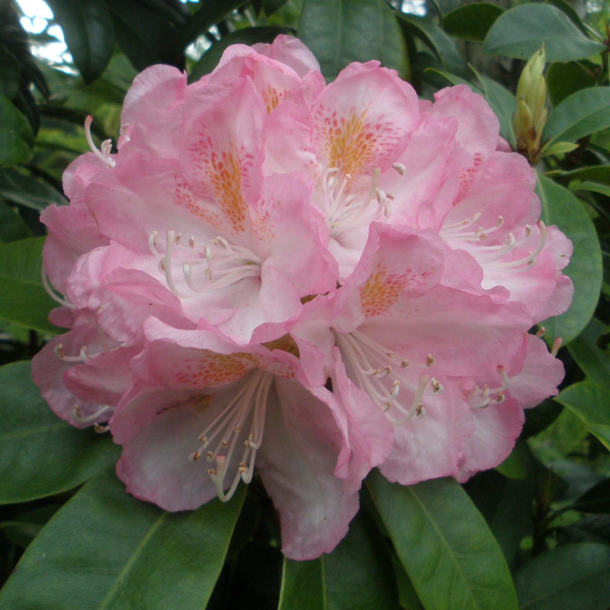 Rhododendron Lady Clementine Mitford - Lady C. Mitford Rhododendrons ...