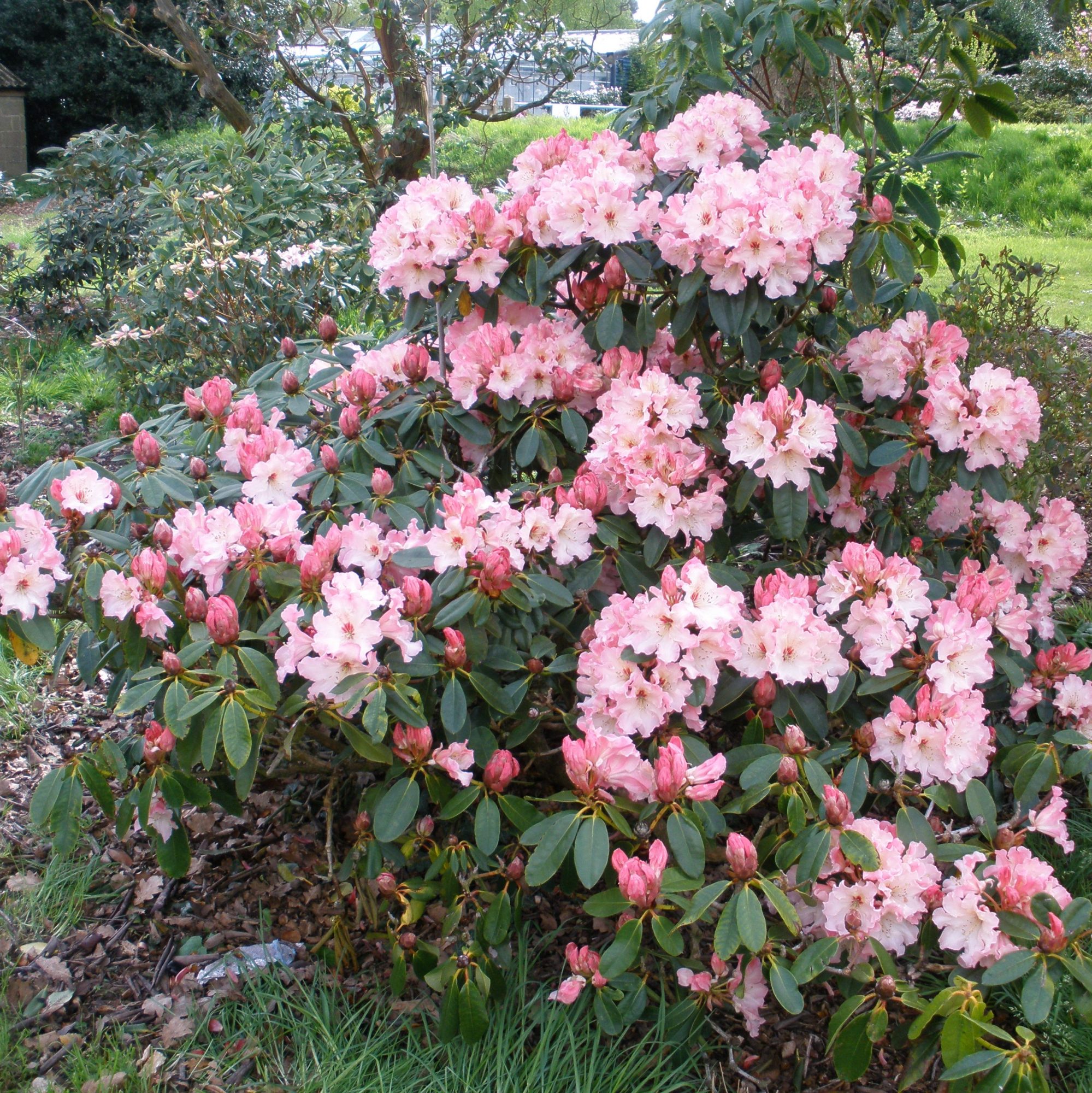 Rhododendron Lem's Cameo AGM - Buy Lem's Cameo Rhododendrons - Millais ...