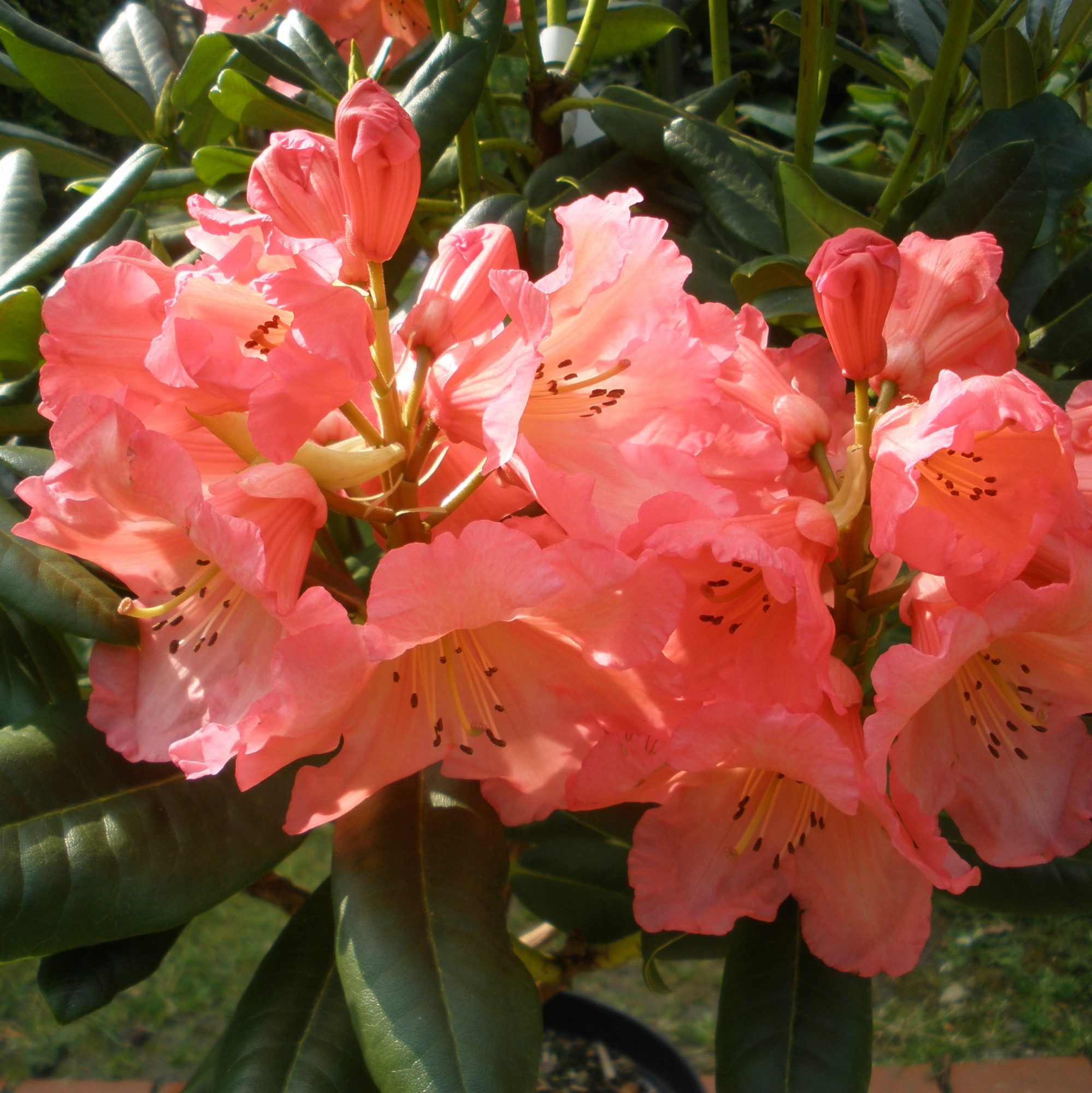 Rhododendron Lem's Tangerine - Buy Lem's Tangerine Rhododendrons ...