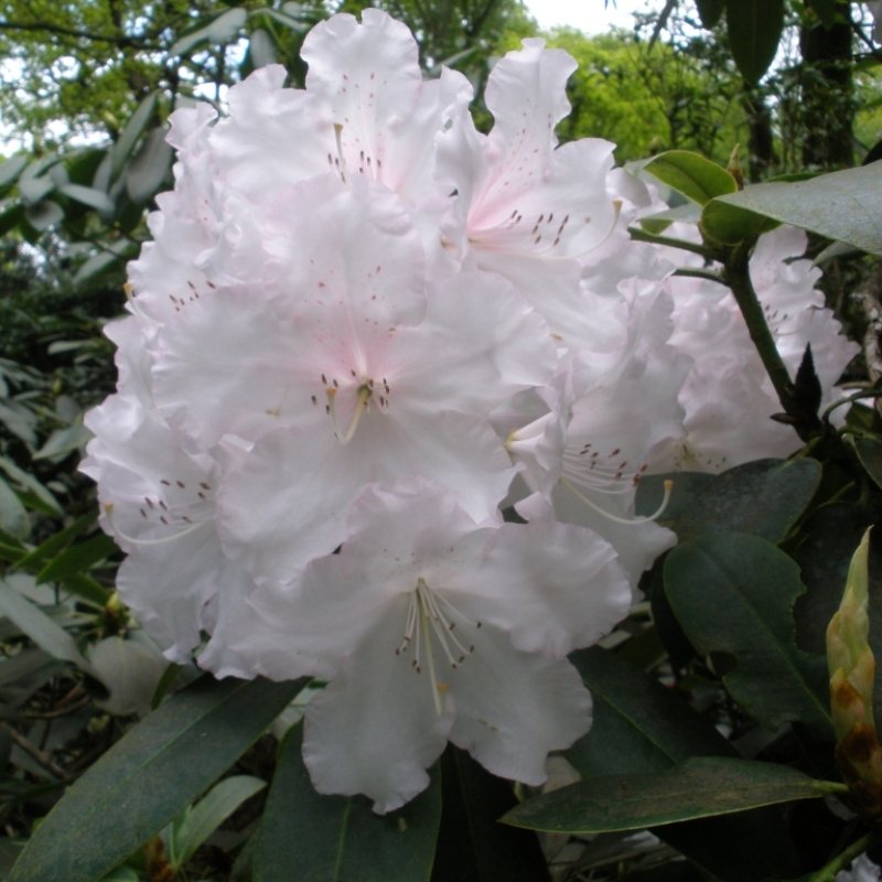 Rhododendron Loder's White AGM - Buy Loder's White Rhododendrons ...