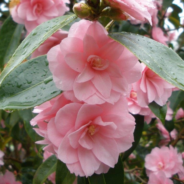 Camellia Spring Festival - Millais Nurseries
